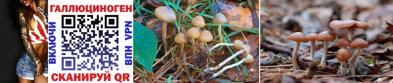 Псилоцибиновые грибы Magic Shrooms  Ижевск 